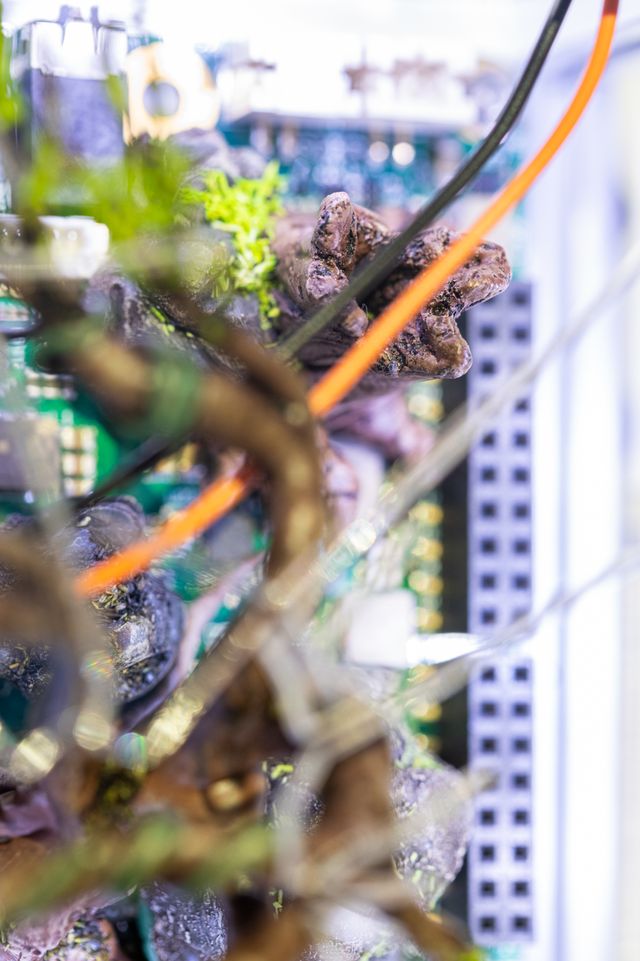 Close up of server-sculpture